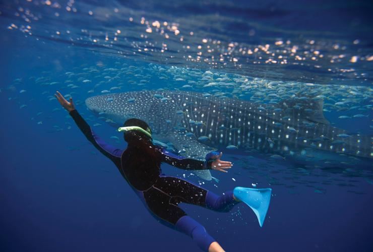 Hiu Paus, Ningaloo Marine Park, WA © Tourism Australia