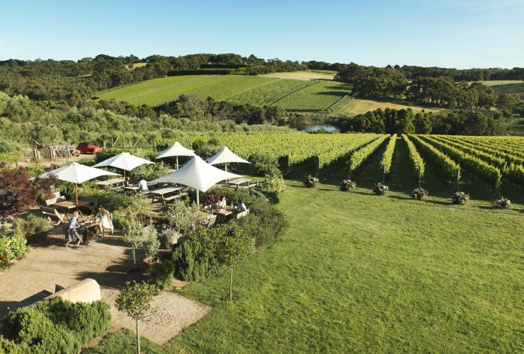 Pemandangan udara Montalto Vineyard and Olive Grove, Mornington Peninsula, VIC © Tourism Victoria