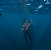 Berenang dengan hiu paus di Ningaloo Reef © Tourism Western Australia