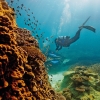 Great Barrier Reef, Heron Island, QLD © Paul Giggle, Tourism and Events Queensland