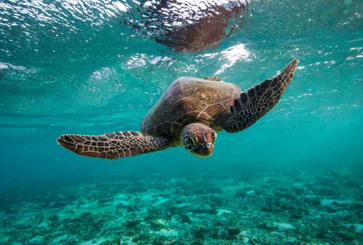 Penyu Hijau, Lady Elliot Island Eco Resort, Southern Great Barrier Reef, Queensland © Lady Elliot Island Eco Resort