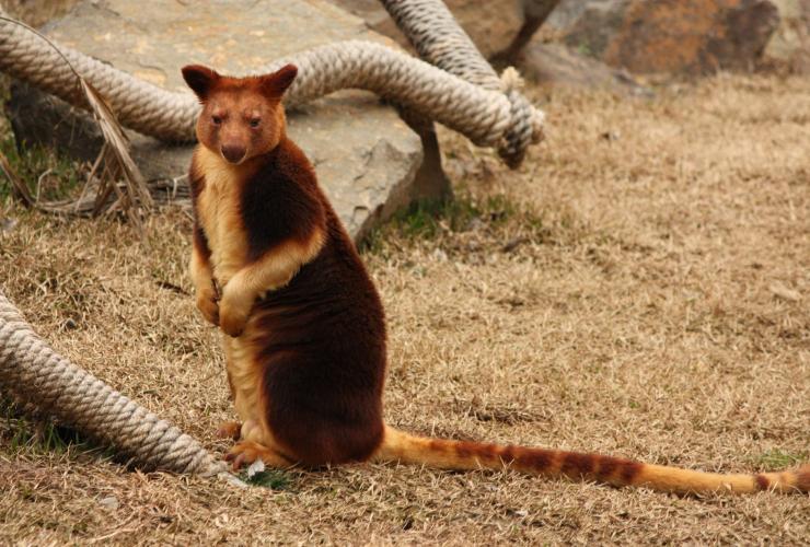 Seekor kanguru pohon melihat ke arah kamera dari dalam kandangnya di Jamala Wildlife Lodge, Canberra, Australian Capital Territory © Jamala Wildlife Lodge