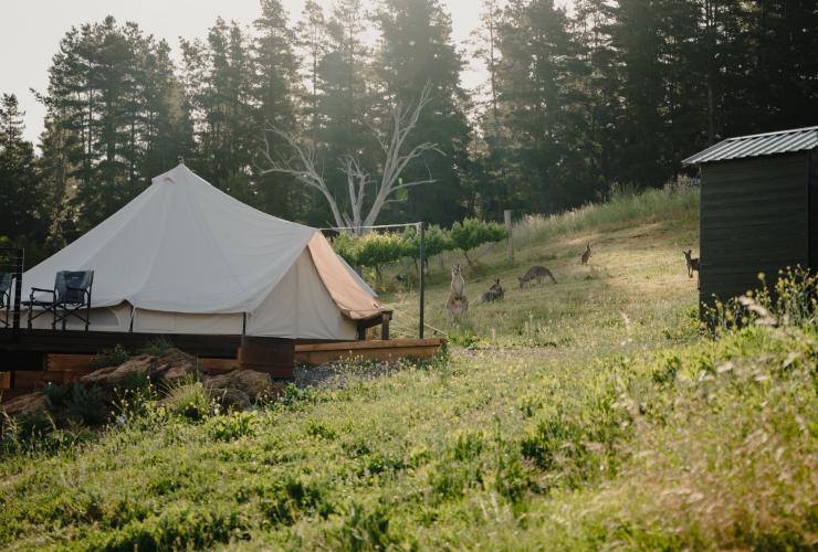 Kanguru di luar tenda di Cubby and Co, Majura, ACT © Tourism Australia