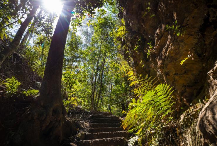 Rangkaian anak tangga di lingkungan yang rindang di sepanjang Grand Canyon Walking Track, Blue Mountains, New South Wales © Destination NSW