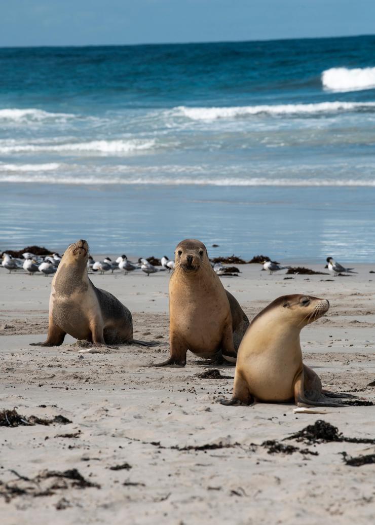 Anjing laut di Seal Bay Conservation Park, Kangaroo Island, South Australia © Tourism Australia
