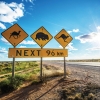 Rambu jalan peringatan margasatwa termasuk kanguru dan wombat di sepanjang jalur Eyre Highway, Nullarbor, South Australia © Greg Snell, Tourism Australia