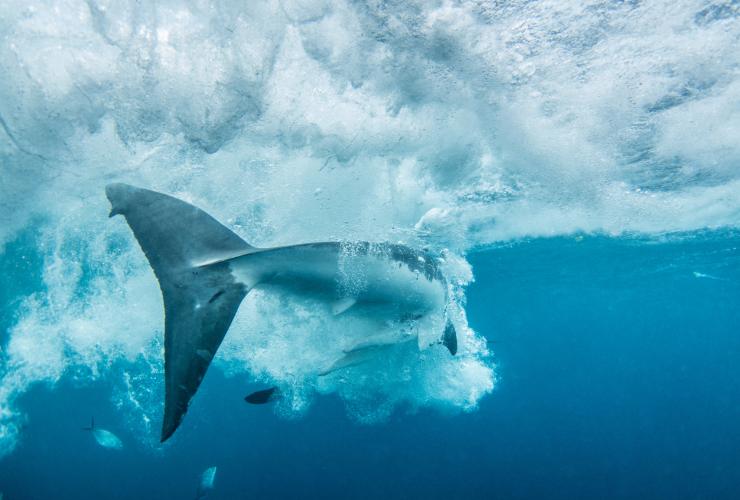 Calypso Dive Charters, Neptune Islands, South Australia © Tourism Australia