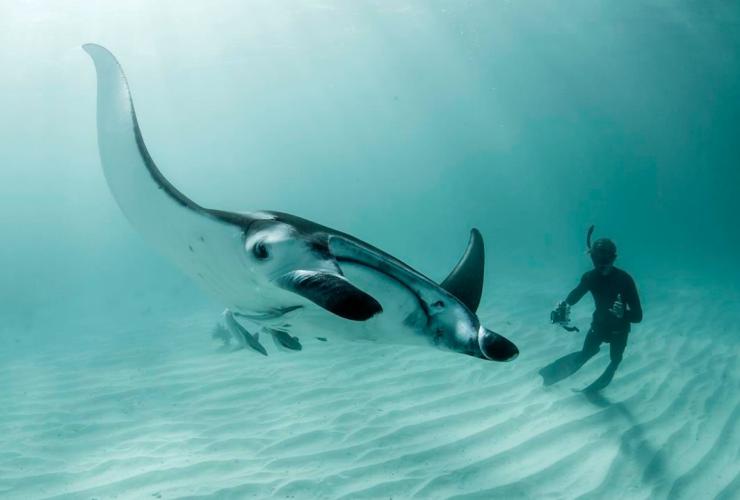 Manta e sub, Ningaloo Reef, Western Australia © Tourism Western Australia