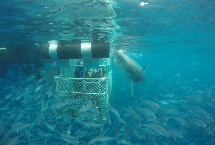 Immersione in gabbia con gli squali, Calypso Star Charters, Port Lincoln, South Australia © Calypso Star Charters