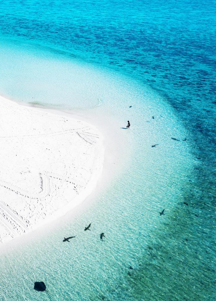 Veduta aerea della fauna marina, Heron Island, Queensland © James Vodicka