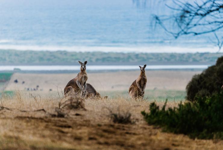 Great Ocean Road, Victoria © Visit Victoria