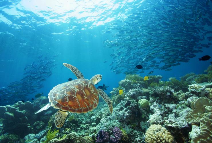 Grande Barriera Corallina, Queensland © David Miller