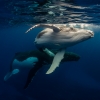Megattere, Dive Jervis Bay, Jervis Bay, New South Wales © Dive Jervis Bay