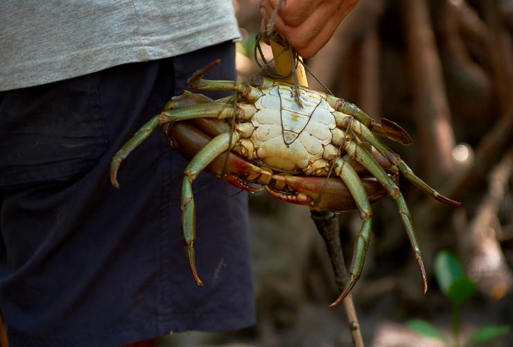 Cattura dei granchi di fango con Walkabout Cultural Adventures, Daintree Rainforest, Queensland © Tourism and Events Queensland
