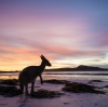 Canguro, Lucky Bay, Cape Le Grand National Park, Western Australia © Tourism Western Australia
