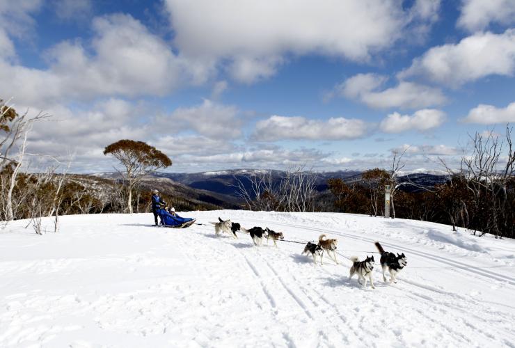 Howling Huskys on the Dinner Plain, Hotham, Victoria © Visit Victoria