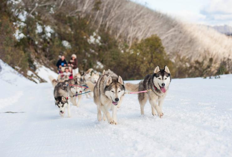 Slitta trainata da cani a Mt Buller, Victoria © Andrew Railton