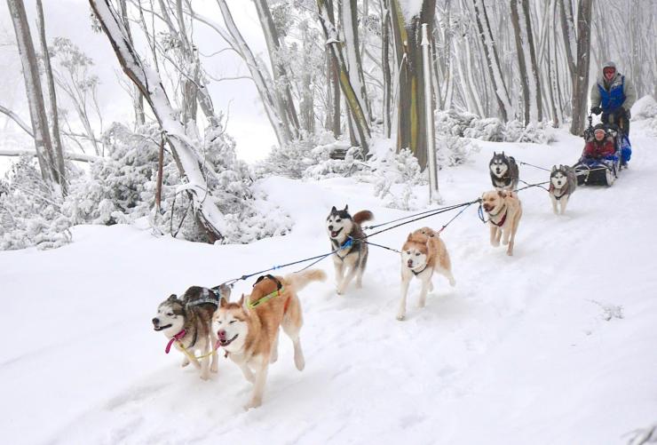 Howling Huskys Dog Sled Tours a Mount Hotham, High Country, Victoria © Howling Huskys Dog Sled Tours