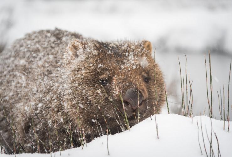 Wombat nella neve al Cradle Mountain-Lake St Clair National Park, Tasmania © Paul Fleming