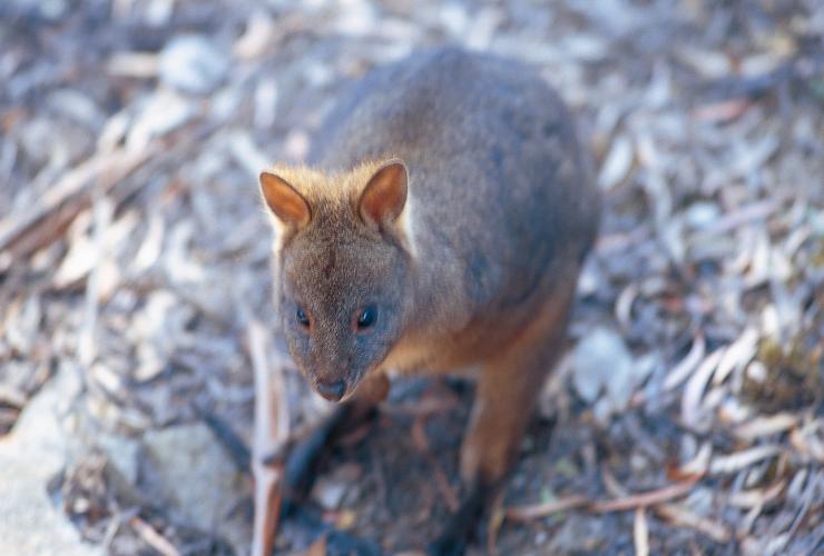 Pademelon al Cradle Mountain-Lake St Clair National Park, Tasmania © Tourism Tasmania/Garry Moore