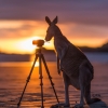 Canguro fissa una macchina fotografica nel Cape Hillsborough National Park © Matt Glastonbury/Tourism and Events Queensland
