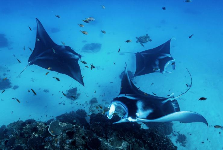 Mante e pesci sulla barriera corallina, Lady Elliot Island, Queensland © James Vodicka
