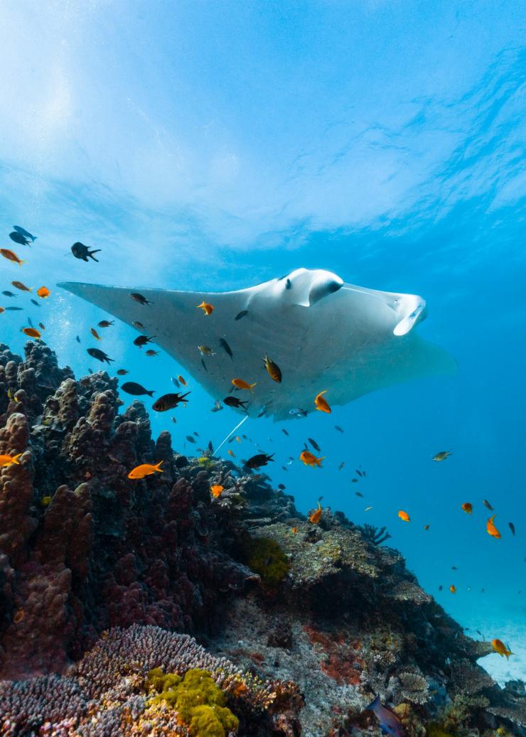 クイーンズランド州、グレート・バリア・リーフ、レディー・エリオット島 © Tourism and Events Queensland