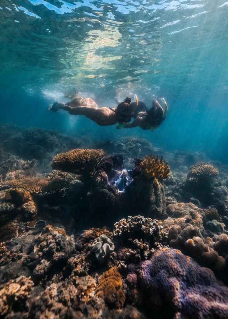 クイーンズランド州、ロウ・アイルズ、リーフ・スプリンター © Tourism and Events Queensland