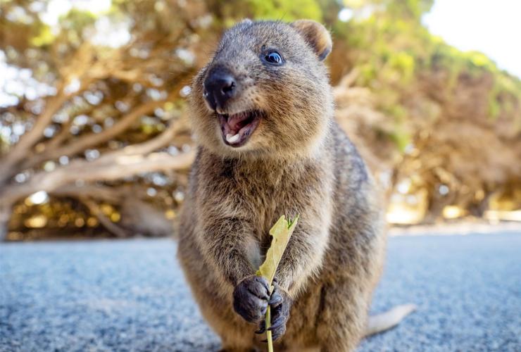 西オーストラリア州、ロットネスト島、クオッカ © Tourism Australia