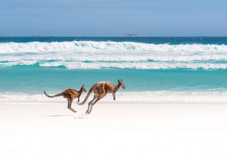 西オーストラリア州、ケープ・ル・グラン国立公園、ラッキー・ベイ © Tourism Australia
