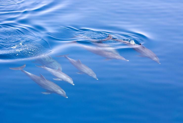 ニュー・サウス・ウェールズ州、ジャービス・ベイ、ホエールウォッチング＆ドルフィンクルーズ © Jervis Bay Wild
