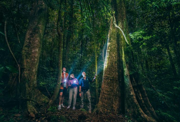 クイーンズランド州、デインツリー・レインフォレスト国立公園を巡るガイド付きツアー © Tourism and Events Queensland