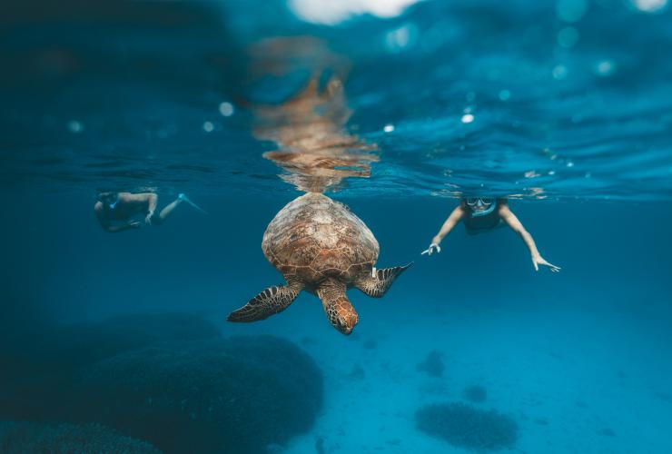 クイーンズランド州、ヘロン島、カメとのシュノーケリング © James Vodicka/Tourism Australia