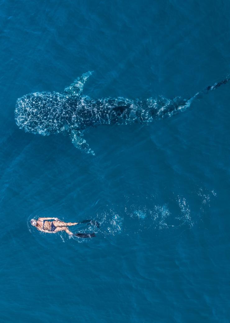 西オーストラリア州、ニンガルー海洋公園、ニンガルーリーフ © Tourism Western Australia