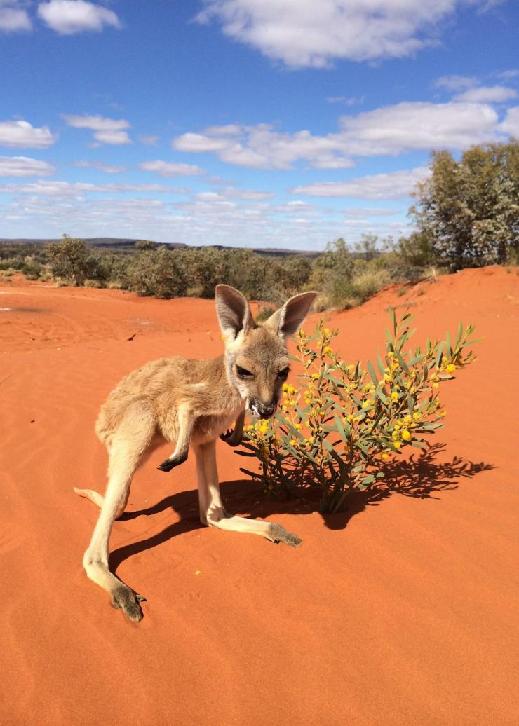 ノーザンテリトリー、アリス・スプリングス、カンガルー・サンクチュアリ © The Kangaroo Sanctuary