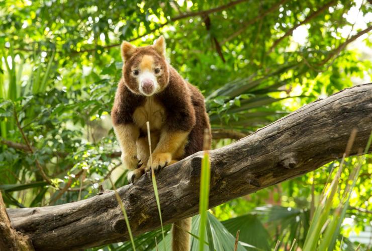 南オーストラリア州、アデレード動物園、キノボリ・カンガルー © Tourism Australia