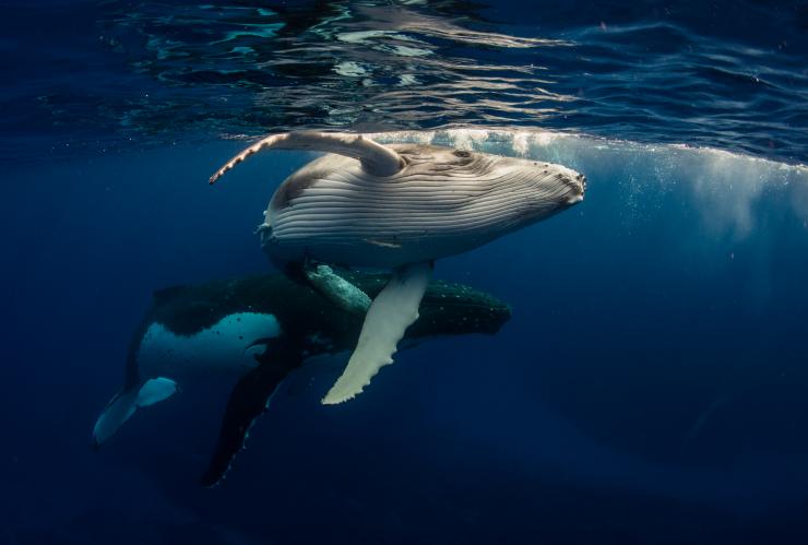 ニュー・サウス・ウェールズ州、ジャービス・ベイ、ダイブ・ジャービス・ベイ、ザトウクジラ © Dive Jervis Bay