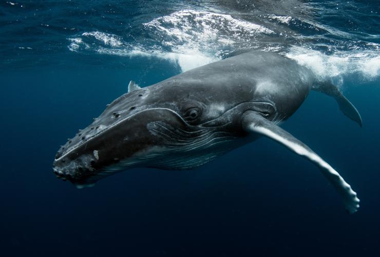ニュー・サウス・ウェールズ州、ジャービス・ベイ、ダイブ・ジャービス・ベイ、ザトウクジラ © Dive Jervis Bay