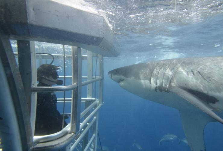 南オーストラリア州、ポート・リンカーン、アドベンチャー・ベイ・チャーターズ © Adventure Bay Charters