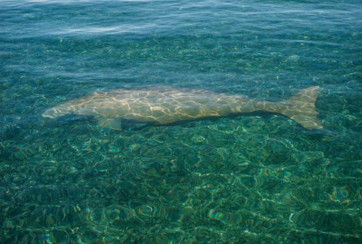 西オーストラリア州、ダーク・ハートッグ島国立公園の近くで見られるジュゴン © Tourism Western Australia
