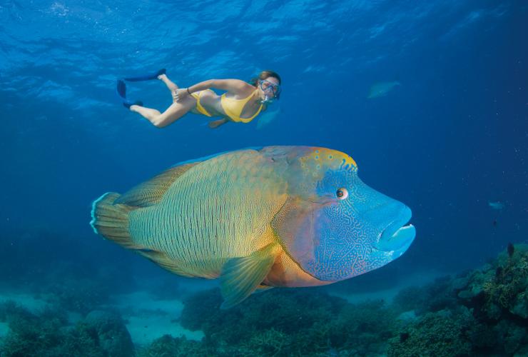 クイーンズランド州、エイジンコート・リーフ、タートル・ベイ、ナポレオンフィッシュ © Tourism and Events Queensland