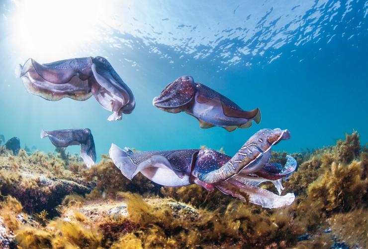 南オーストラリア州、ワイアラ、ストーニー・ポイント、コウイカと泳ぐ © Carl Charter/South Australian Tourism Commission