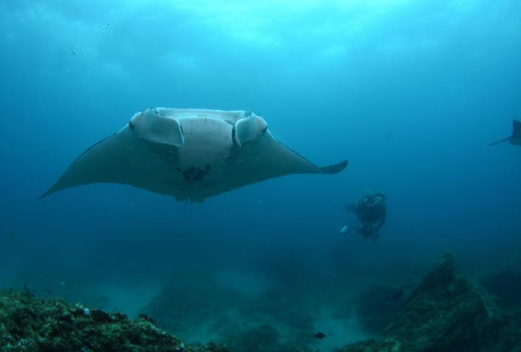 クイーンズランド州、ノース・ストラドブローク島、マンタ・ボミー © Nigel Marsh/Tourism and Events Queensland