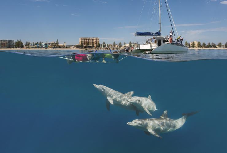 南オーストラリア州、グレネルグ、テンプテーション・セーリング © South Australia Tourism Commission