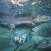 ノーザンテリトリー、ダーウィン、クロコザウルス・コーブ © Tourism Australia
