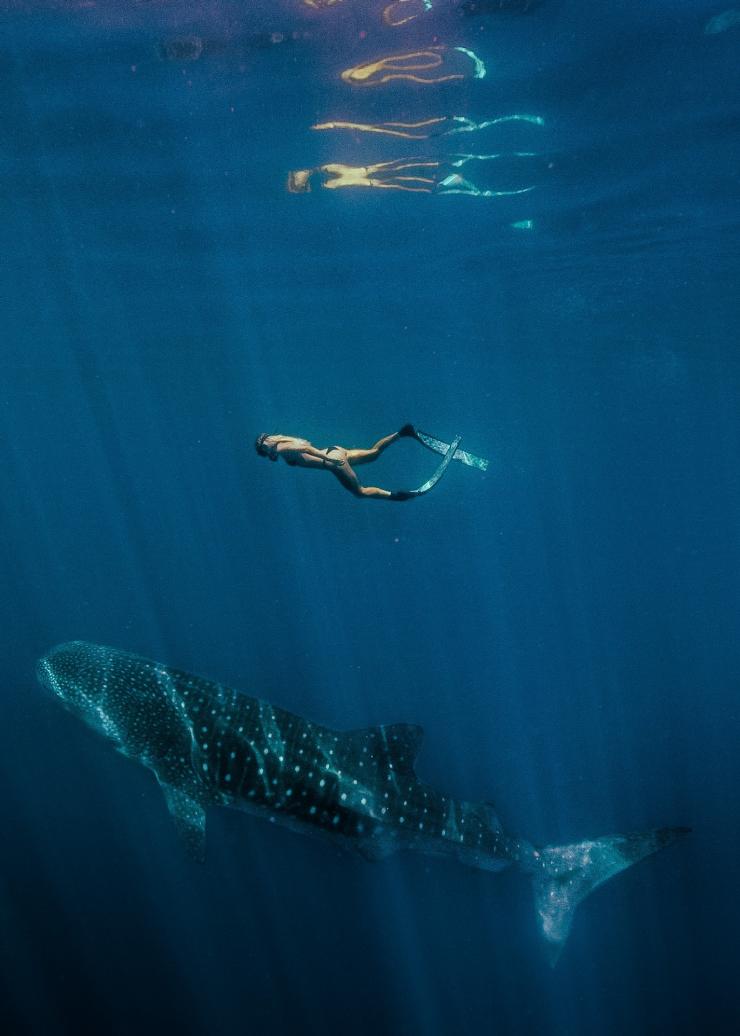 西オーストラリア州、ニンガルー海洋公園、ジンベエザメと泳ぐ © Tourism Western Australia