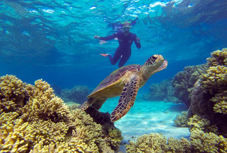 昆士蘭州大堡礁的Ocean Safari©Ocean Safari