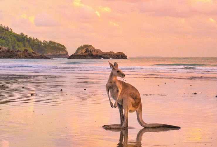 昆士蘭州（Queensland）希爾斯伯勒角（Cape Hillsborough）的袋鼠©昆士蘭旅遊及活動推廣局