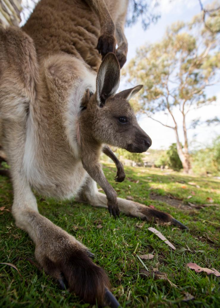 塔斯曼尼亞（Tasmania）布萊頓（Brighton）波諾朗野生動物保護區（Bonorong Wildlife Sanctuary）的袋鼠©澳洲旅遊局